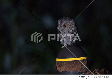 オオコノハズクのひな①(青森県) オオコノハズクのひな①(青森県) 55262318