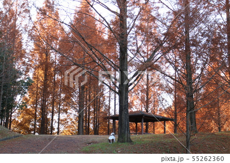 晩秋の太古の森で散歩 55262360