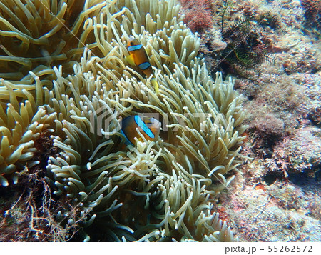 南伊豆ヒリゾ浜でのシュノーケリングでクマノミに出会う 55262572