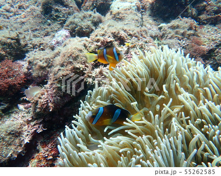 南伊豆ヒリゾ浜でのシュノーケリングでクマノミに出会う 55262585