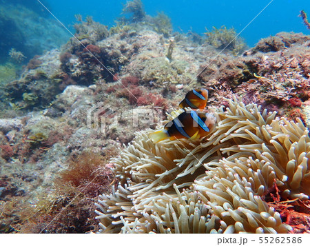 南伊豆ヒリゾ浜でのシュノーケリングでクマノミに出会う 55262586