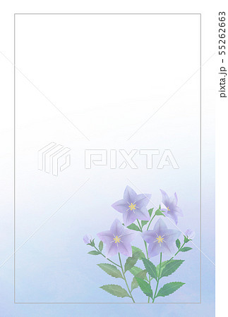 桔梗 喪中はがき 桔梗 喪中はがき 55262663