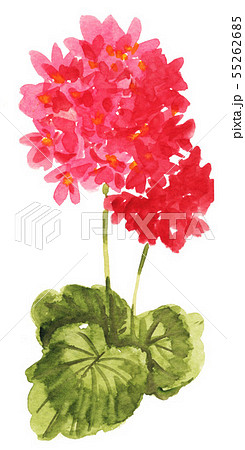 geranium19727pix7 55262685