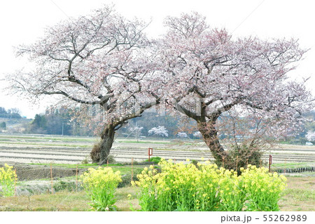 布目の夫婦桜(新潟県) 布目の夫婦桜(新潟県) 55262989