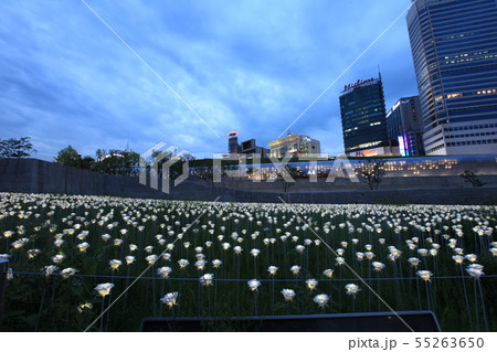 夜景 写真 花 55263650