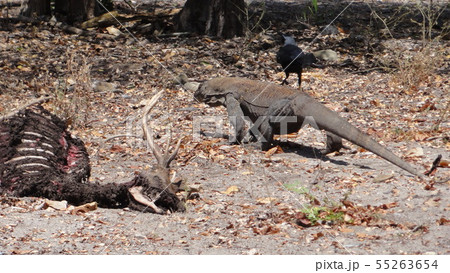 弱肉強食 コモドドラゴン 弱肉強食 コモドドラゴン 55263654