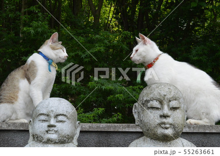 猫 ご対面 55263661