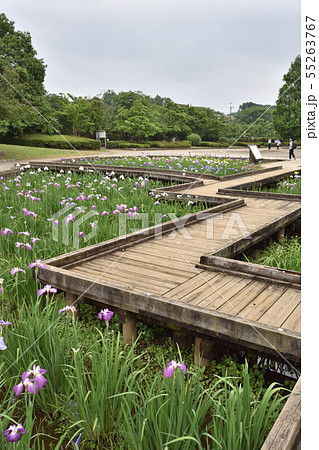 埼玉県富士見市 山崎公園 せせらぎ菖蒲園 の写真素材