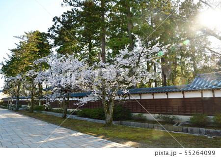春の大栄寺（新潟県） 55264099