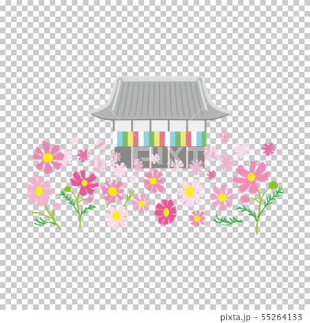 奈良 般若寺 コスモス 奈良 般若寺 コスモス 55264133