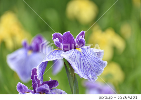 ハナショウブ 55264201