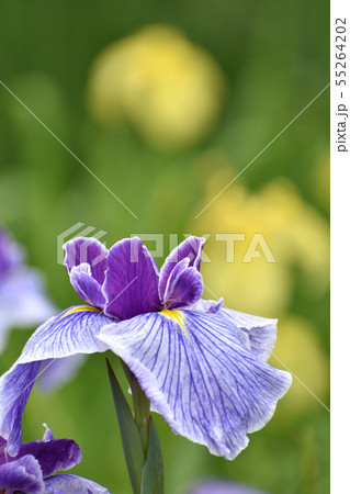 ハナショウブ ハナショウブ 55264202