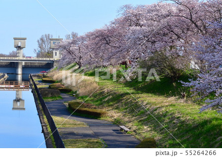 鷲ノ木遊歩道の桜(新潟県) 鷲ノ木遊歩道の桜(新潟県) 55264266