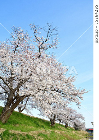 鷲ノ木遊歩道の桜(新潟県) 鷲ノ木遊歩道の桜(新潟県) 55264295