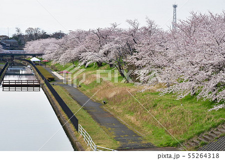 鷲ノ木遊歩道の桜（新潟県） 55264318