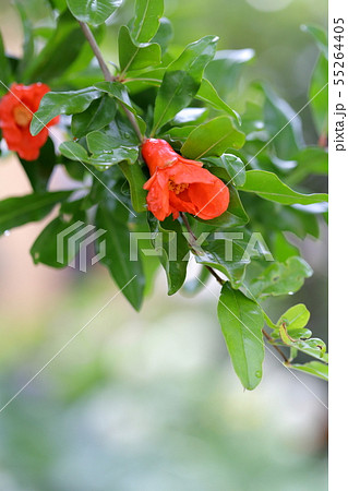 ザクロの花 55264405