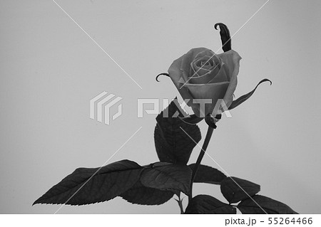 ピンク バラ 薔薇 ばら 一輪 白バック 白背景 マクロ 接写 モノクロ 白黒の写真素材