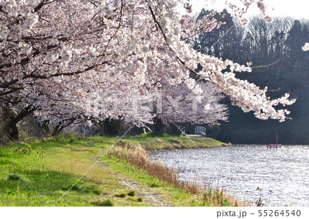 二箇堤の桜（新潟県） 55264540