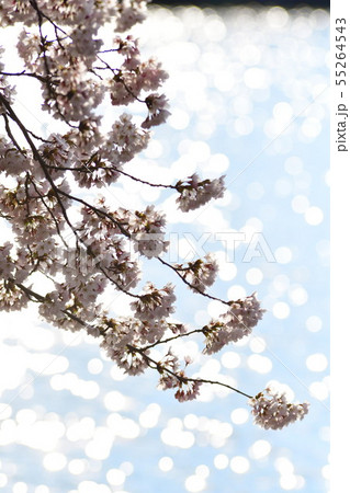 二箇堤の桜（新潟県） 55264543