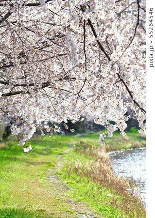 二箇堤の桜（新潟県） 55264546