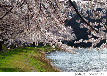 二箇堤の桜（新潟県） 55264547