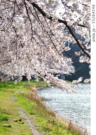 二箇堤の桜（新潟県） 55264548
