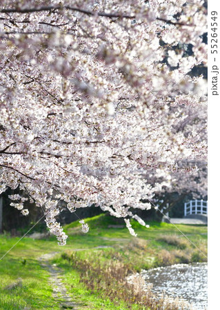 二箇堤の桜（新潟県） 55264549