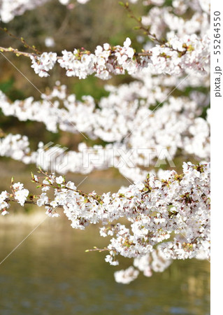 二箇堤の桜（新潟県） 55264550
