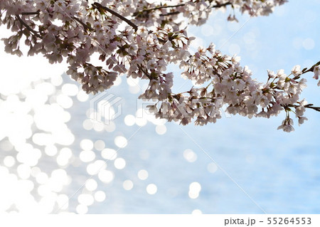 二箇堤の桜（新潟県） 55264553