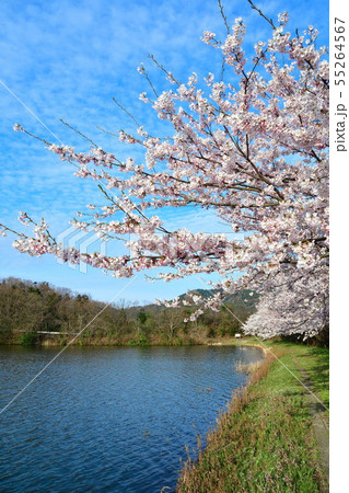 二箇堤の桜（新潟県） 55264567
