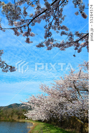 二箇堤の桜（新潟県） 55264574