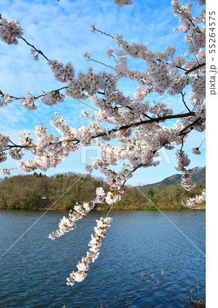 二箇堤の桜（新潟県） 55264575