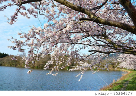 二箇堤の桜（新潟県） 55264577