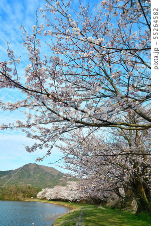 二箇堤の桜（新潟県） 55264582