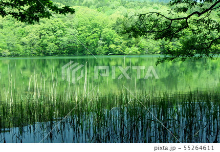 土湯温泉　新緑の男沼 55264611
