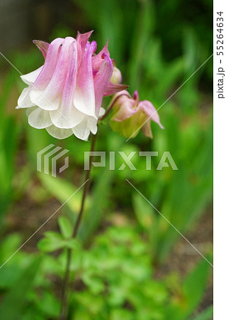 ピンクと白のコンビが美しいセイヨウオダマキ ピンクと白のコンビが美しいセイヨウオダマキ 55264634