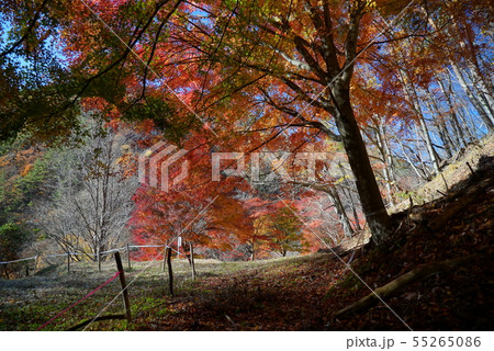 箕輪ダム・もみじ湖の紅葉景色 55265086