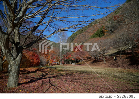 箕輪ダム・もみじ湖の紅葉景色 箕輪ダム・もみじ湖の紅葉景色 55265093