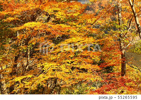 龍姫湖(温井ダム)の畔の紅葉 龍姫湖(温井ダム)の畔の紅葉 55265595