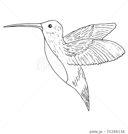 Hummingbird Illustration Colibri Birdのイラスト素材