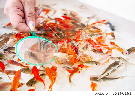 金魚すくい 55266161