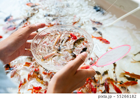 金魚すくい 55266182