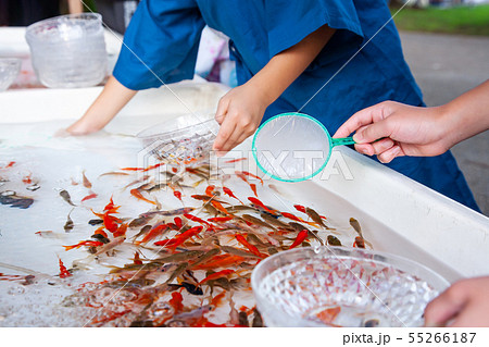金魚すくい 55266187