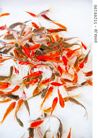 金魚すくい 55266190