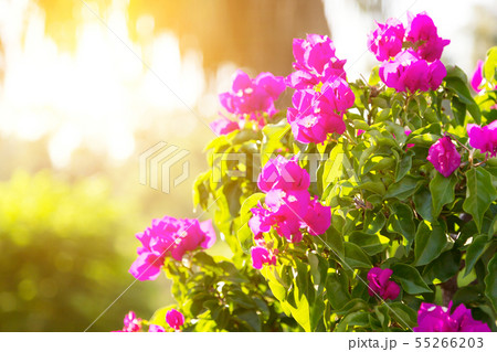 Bright juicy flowers at sunrise. 55266203