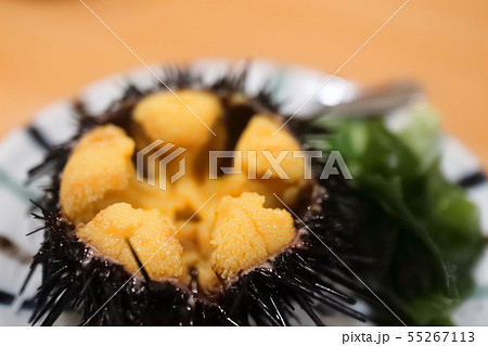 ウニ 55267113