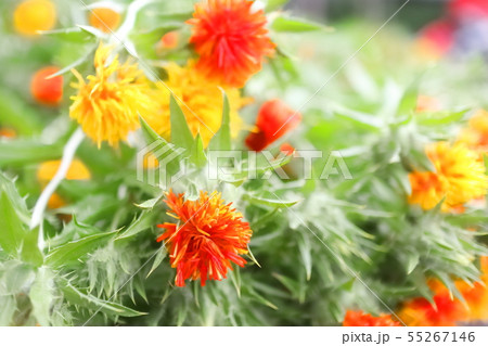 紅花 55267146