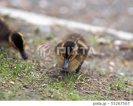 ニュージーランド・タウポ湖畔 アヒルの子 / Ducklings, Taupo, NZ ニュージーランド・タウポ湖畔 アヒルの子 / Ducklings, Taupo, NZ 55267507