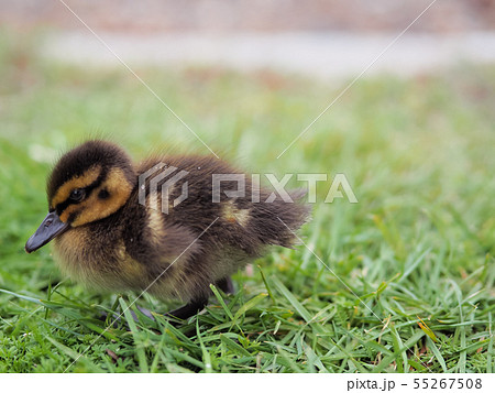 ニュージーランド・タウポ湖畔 アヒルの子 / Ducklings, Taupo, NZ ニュージーランド・タウポ湖畔 アヒルの子 / Ducklings, Taupo, NZ 55267508
