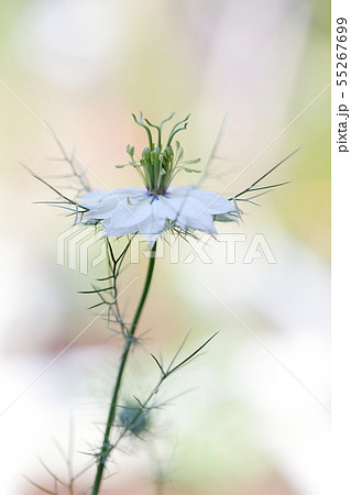 ニゲラ(クロタネソウ) 55267699